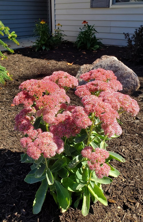 Best Succulents For Fall Garden 1