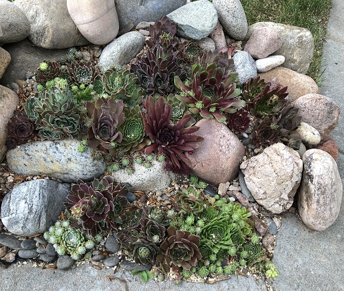 Beautiful Succulents For Fall Garden 2