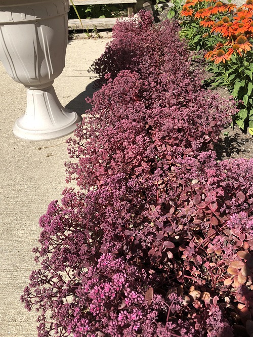 Beautiful Succulents For Fall Garden 4
