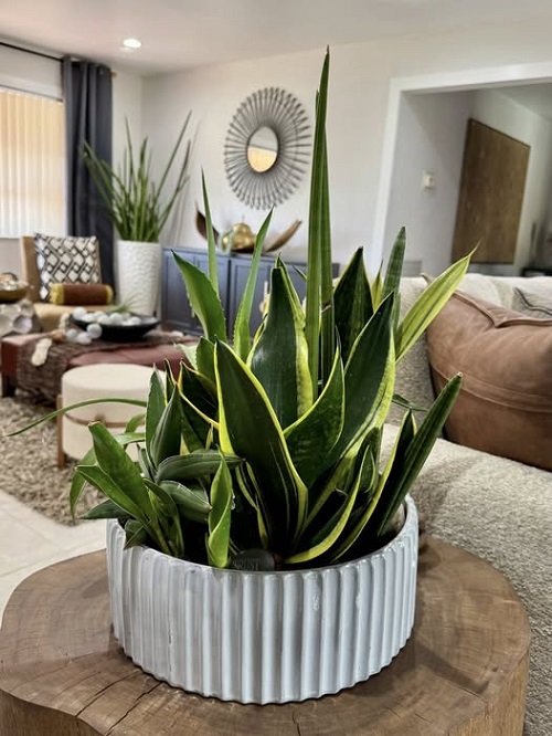 Air-purifying Succulents for the healthy space