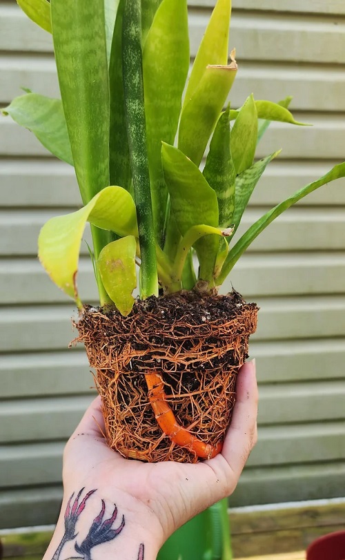 Snake plant is pot bound? What to do