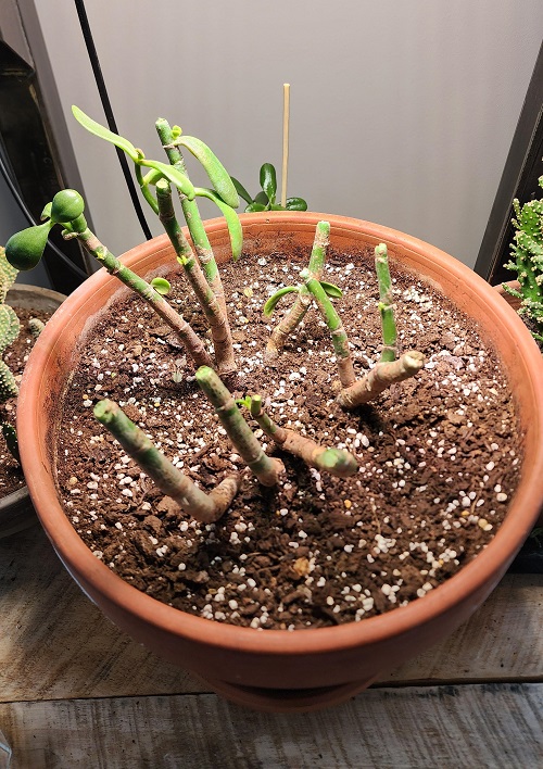 succulent Stem Propagation