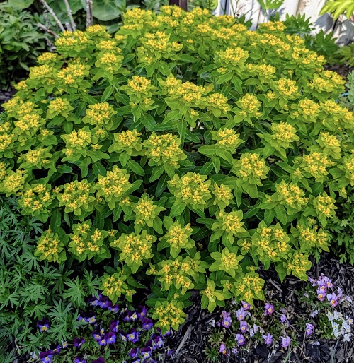 Scented Succulents That Smell Like Perfume 4