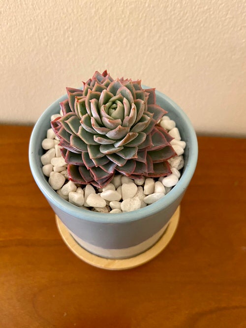 Requirements of Succulents 6