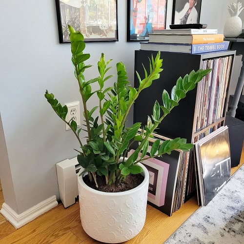 Wild Tricks to Grow ZZ Plant In Every Direction