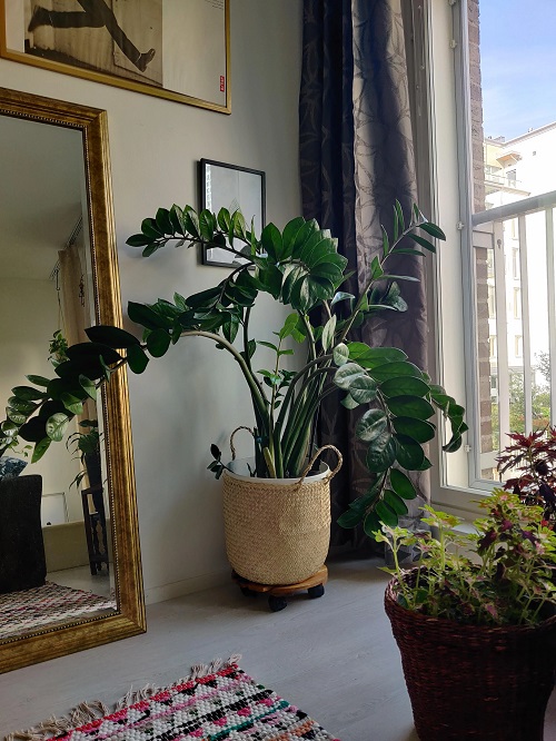zz plant near window