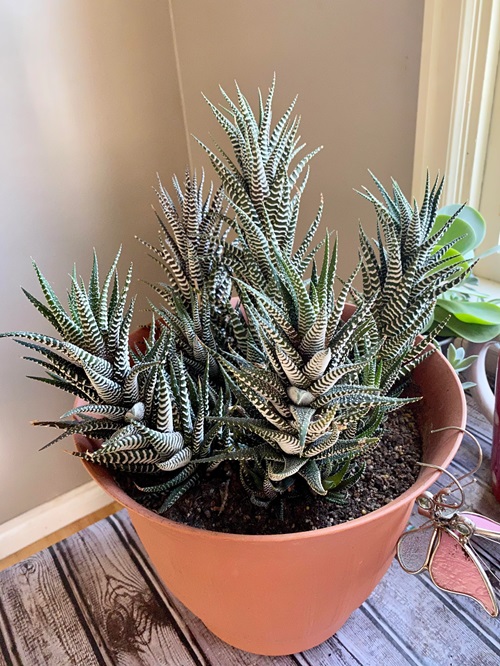 Zebra Plant
