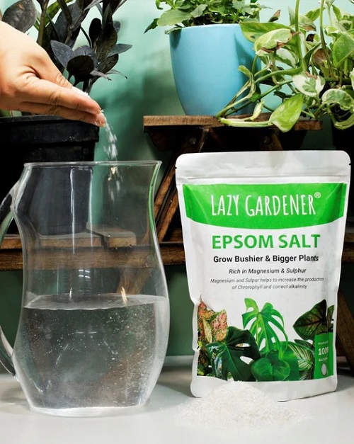 Salt Trick That Makes Snake Plants 2