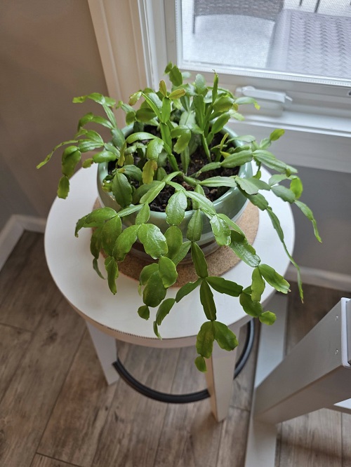 christmas cactus as centerpiece