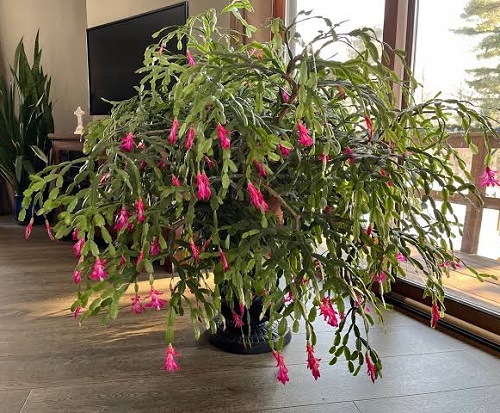 christmas cactus