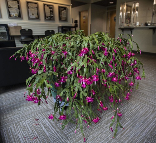 christmas cactus On the Mantel