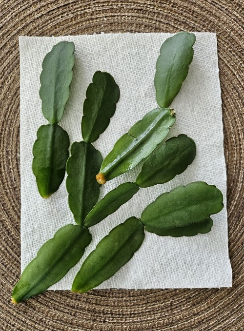 healthy cuttings of Christmas Cactus 