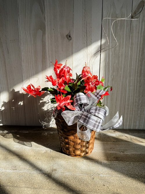 christmas cactus Basket Gift