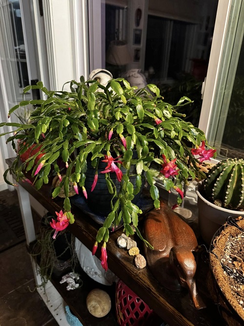 christmas cactus in dark room