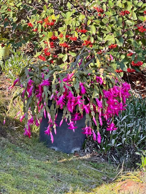 christmas cactus Under the Tree