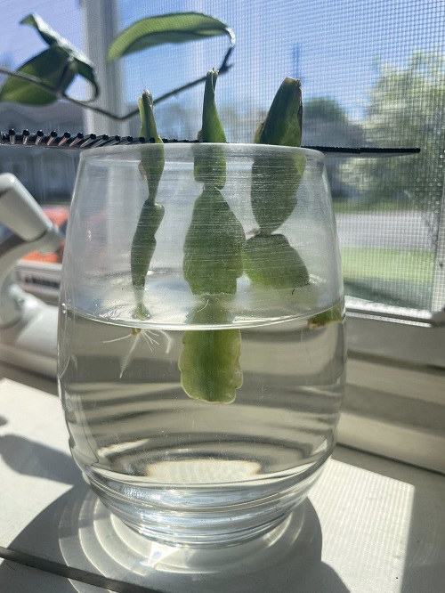 propagate Christmas Cactus in water 