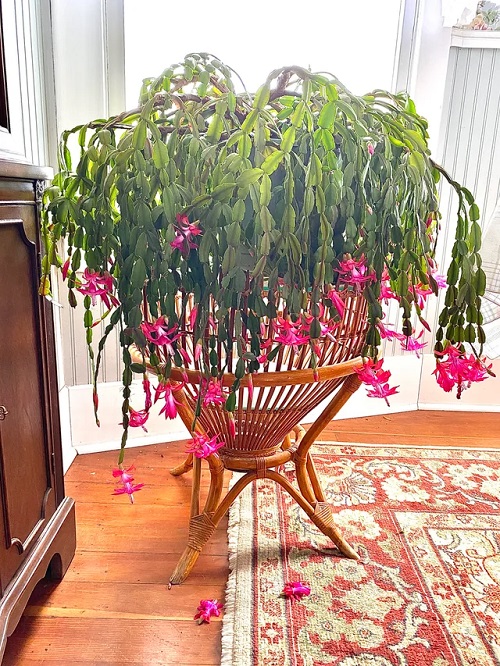 Best Spots to Keep a Christmas Cactus