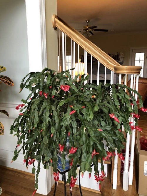 near staircase christmas cacti