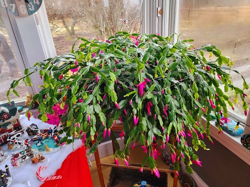 plant in an east-facing window