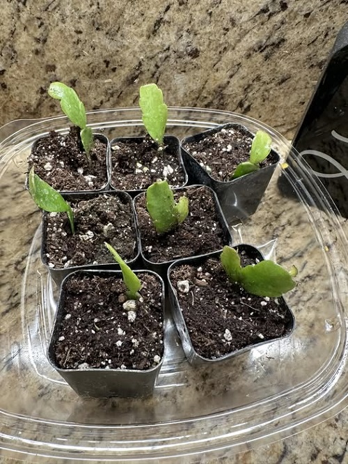 propagate Christmas Cactus in soil