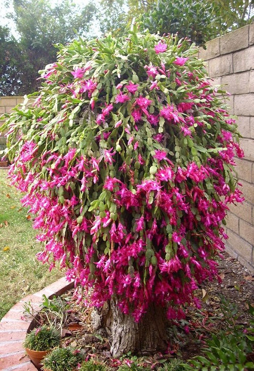 christmas cactus At the Tree