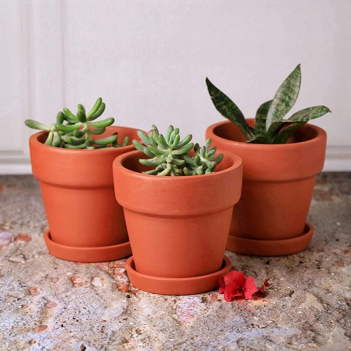 Requirements of Succulents 1