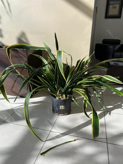 Claustrophobic Clusters of Leaves