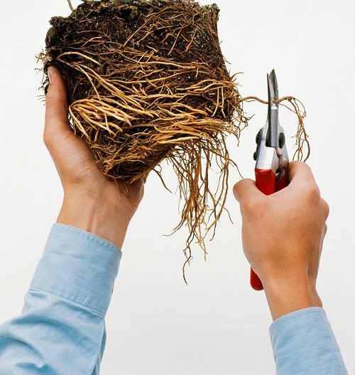 Prune Away Excess Roots of snake plant
