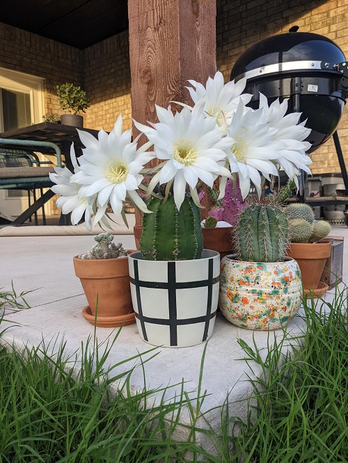 Scented Succulents That Smell Like Perfume 9