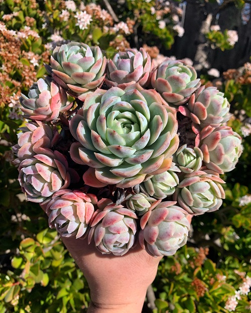 Scented Succulents That Smell Like Perfume 5