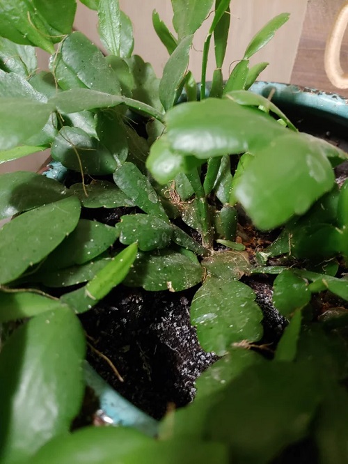 fungal infection in christmas cactus