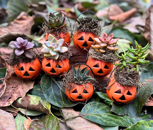 Halloween succulent Planters 5