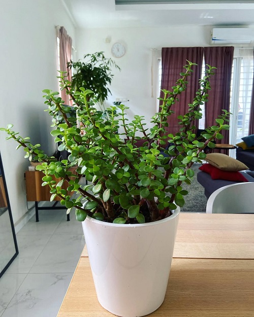 Jade Plant