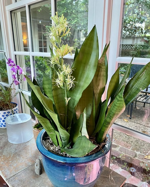 Flowering Snake Plants 2