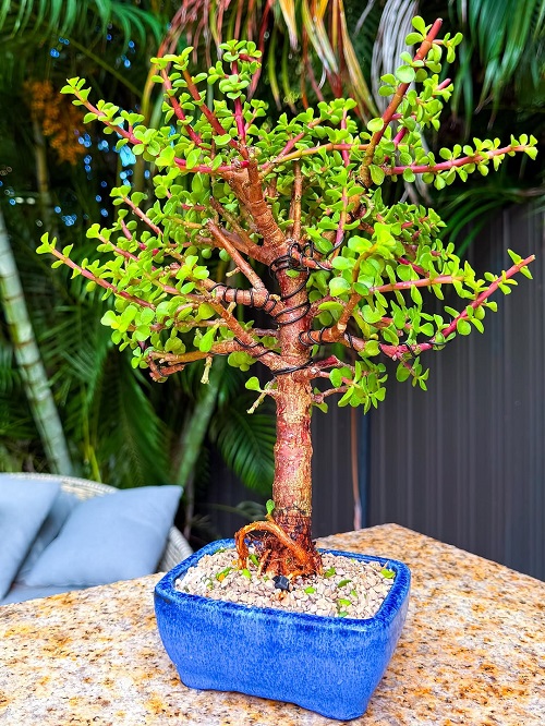 Multicolored Jade