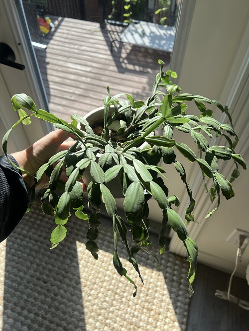 bright light for christmas cactus