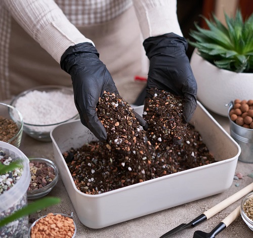 Salt Trick That Makes Snake Plants 4