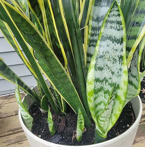 snake plant pups