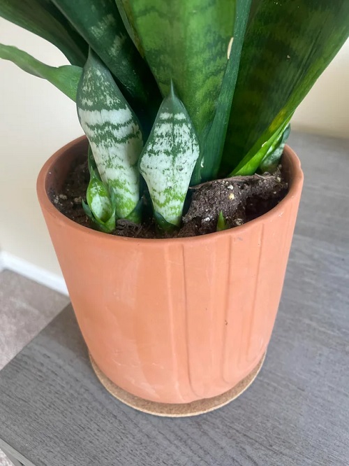 Can Bone Meal Make Snake Plants Produce More Pups?