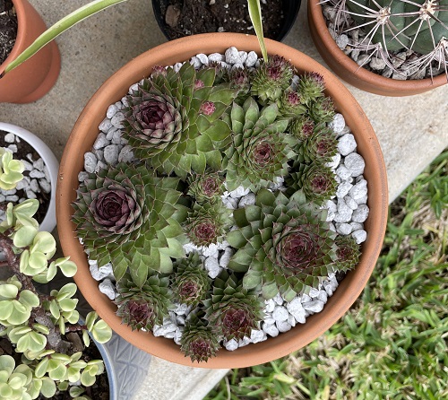 Use Terracotta Pots and Chilled Pebbles