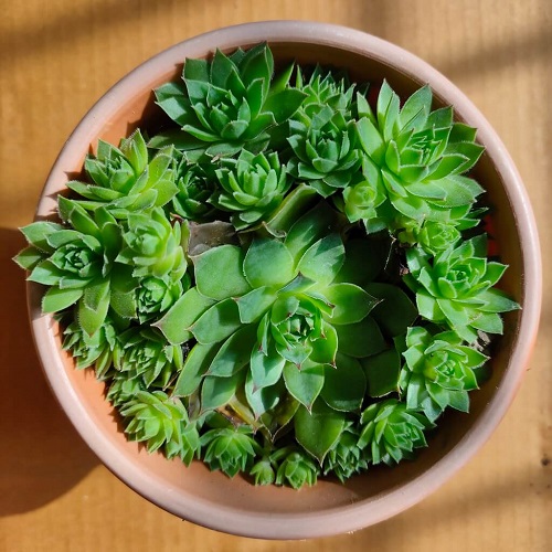 Best Temperature Conditions for Sempervivum