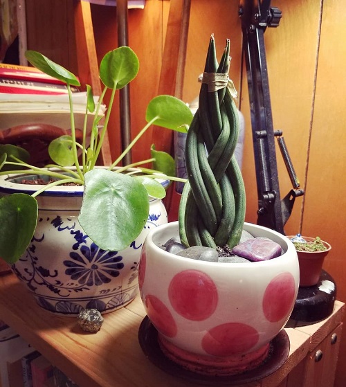 Flowering Snake Plants 7