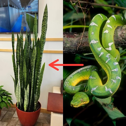 connection between snake and snake plant