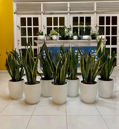  snake plant 