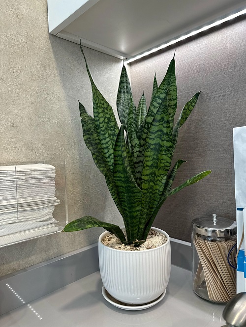 snake plant and snake connection 