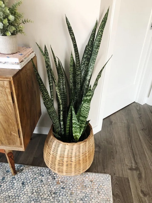 Snake Plant