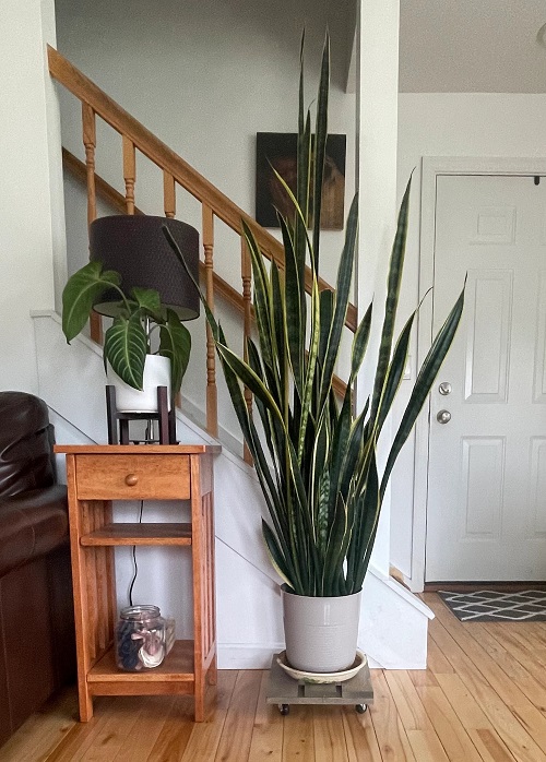 Shady Rooms, Thriving Plant