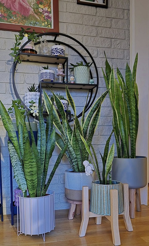Snake Plant