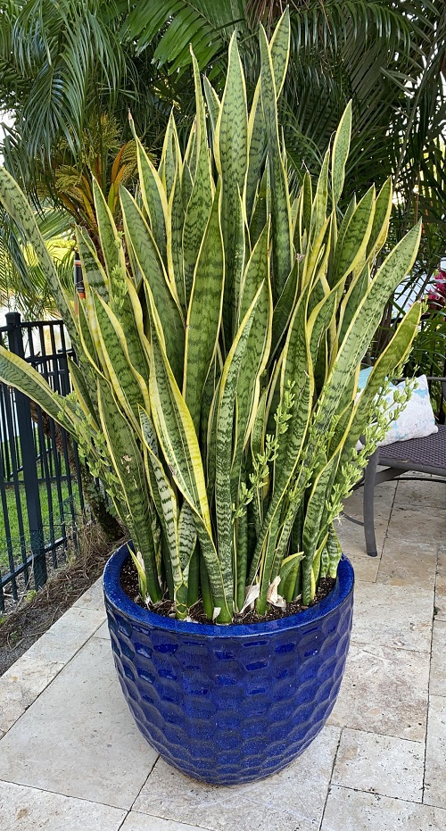 Things You Will Not Regret About Your Snake Plant