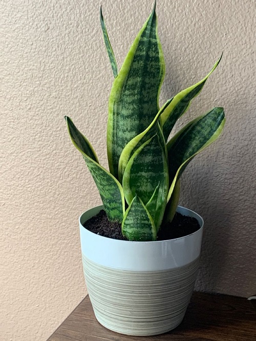 snake plant is Almost Un-killable